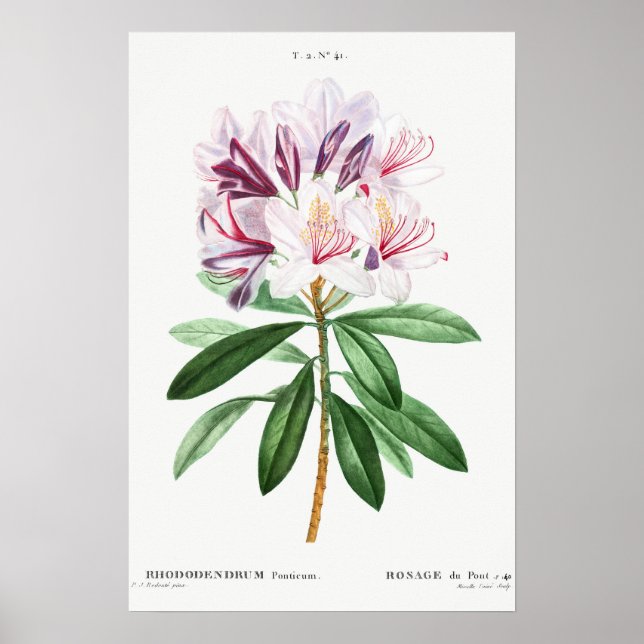Flowers Leafs Vintage Botanical Art Poster (Front)