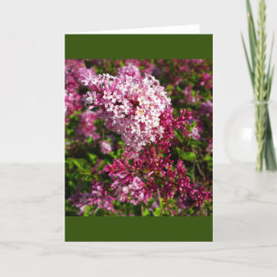 Flowers- Lilacs in the Garden Card
