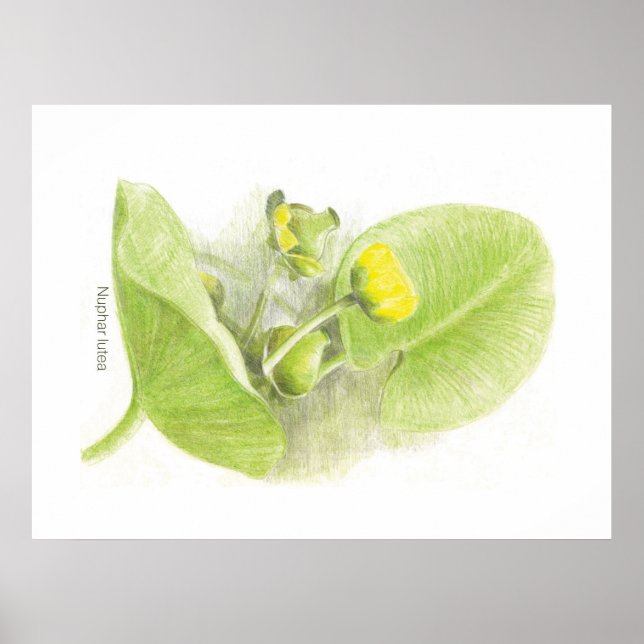 Flowers lilies poster (Front)