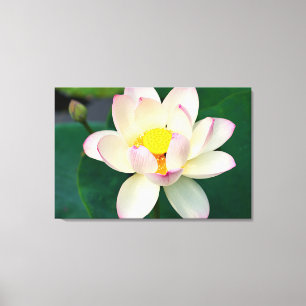 Flowers   Lotus Water Flower Canvas Print