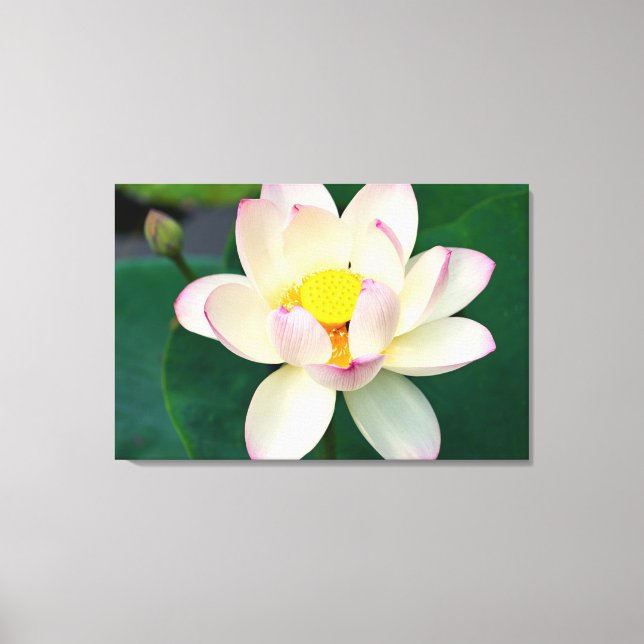 Flowers | Lotus Water Flower Canvas Print (Front)