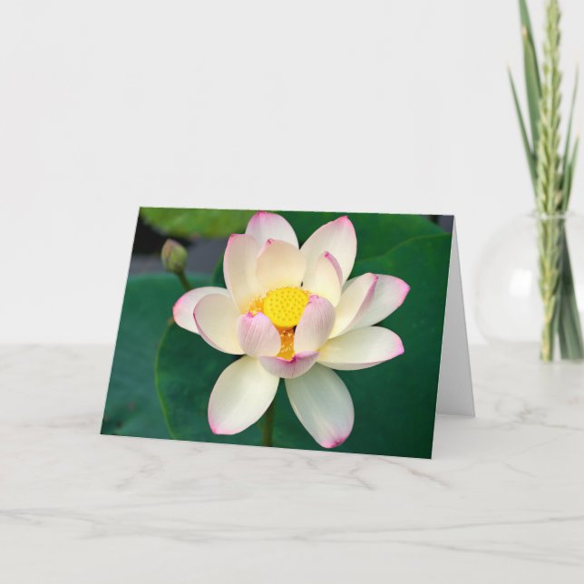 Flowers | Lotus Water Flower Card (Front)