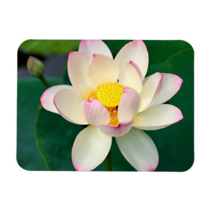 Flowers Lotus Water Flower Magnet