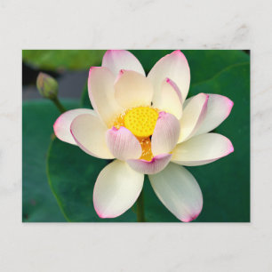 Flowers Lotus Water Flower Postcard