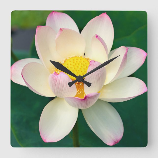 Flowers | Lotus Water Flower Square Wall Clock (Front)