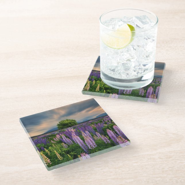 Flowers | Lupine Field in New Zealand Glass Coaster (Angled)
