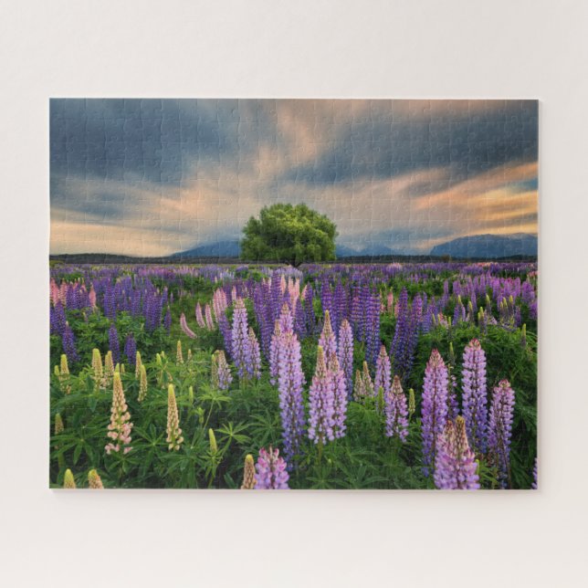 Flowers | Lupine Field in New Zealand Jigsaw Puzzle (Horizontal)