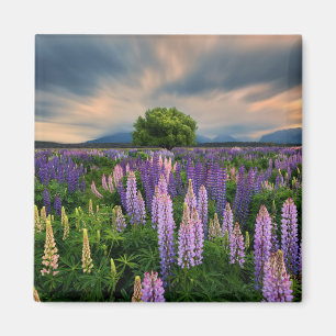Flowers   Lupine Field in New Zealand Magnet
