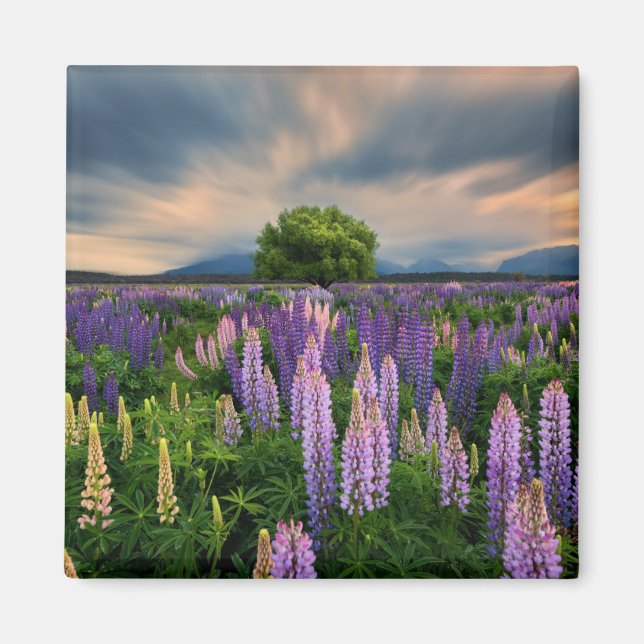 Flowers | Lupine Field in New Zealand Magnet (Front)