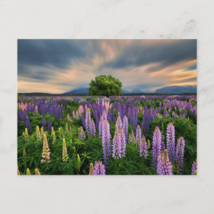 Flowers   Lupine Field in New Zealand Postcard