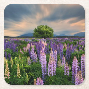 Flowers Lupine Field in New Zealand Square Paper Coaster