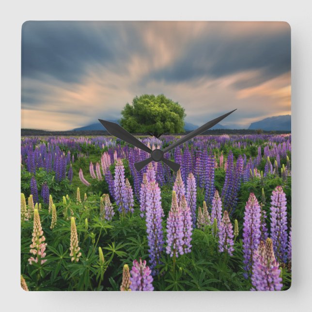 Flowers | Lupine Field in New Zealand Square Wall Clock (Front)
