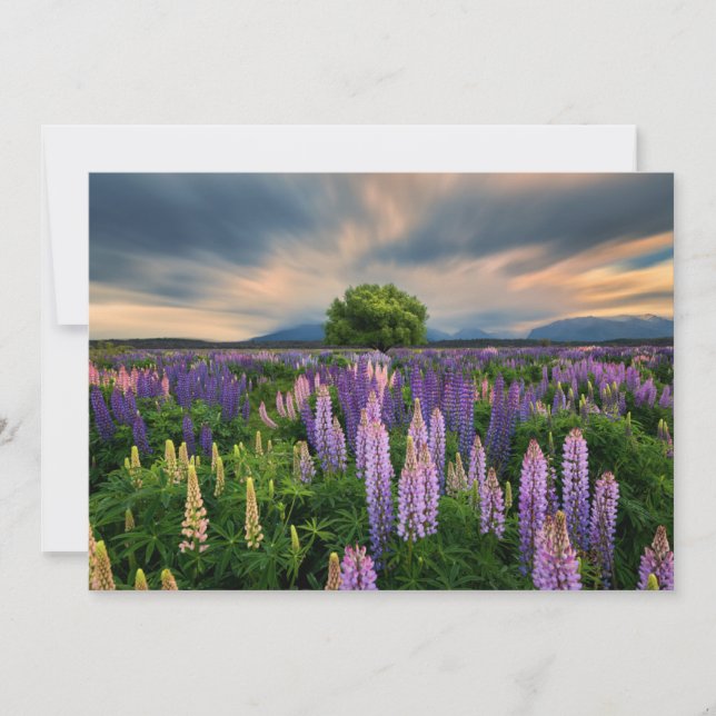 Flowers | Lupine Field in New Zealand Thank You Card (Front)