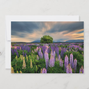 Flowers   Lupine Field in New Zealand Thank You Card