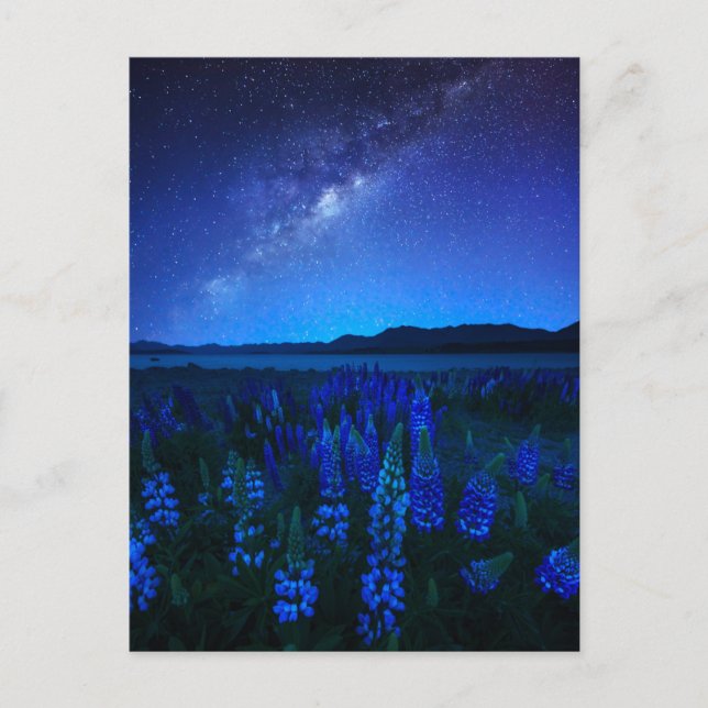 Flowers | Lupines Blooming  at Night Lake Tekapo Postcard (Front)