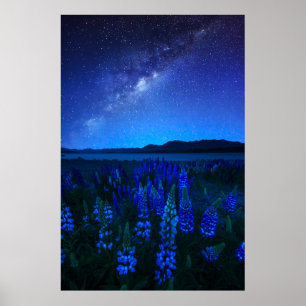 Flowers   Lupines Blooming  at Night Lake Tekapo Poster