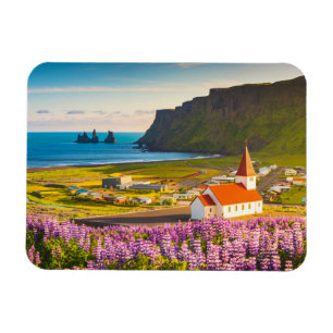 Flowers   Lupines in Bloom Southern Iceland Magnet