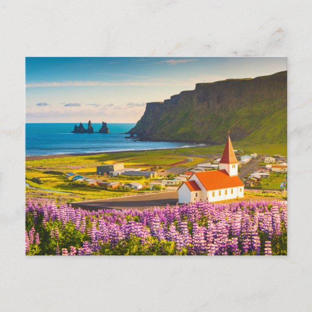 Flowers | Lupines in Bloom Southern Iceland Postcard (Front)