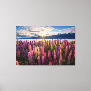 Flowers   Lupines New Zealand Canvas Print