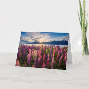 Flowers   Lupines New Zealand Card