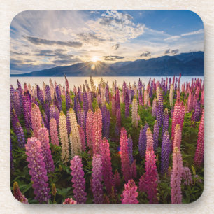 Flowers   Lupines New Zealand Coaster