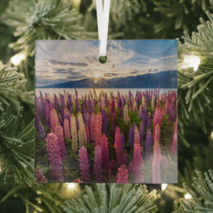 Flowers   Lupines New Zealand Glass Tree Decoration
