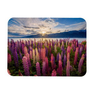 Flowers   Lupines New Zealand Magnet
