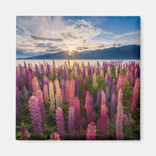 Flowers   Lupines New Zealand Magnet
