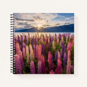 Flowers   Lupines New Zealand Notebook