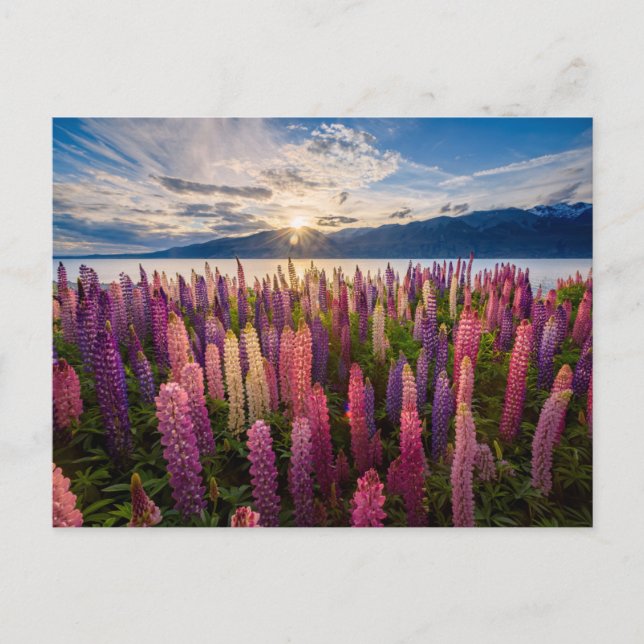 Flowers | Lupines New Zealand Postcard (Front)