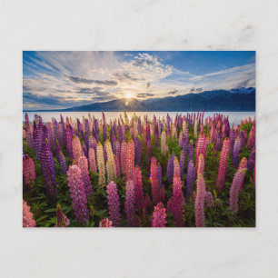 Flowers   Lupines New Zealand Postcard