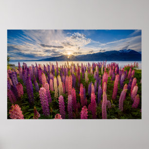 Flowers   Lupines New Zealand Poster