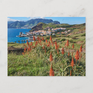Flowers   Madeira Island Portugal Postcard