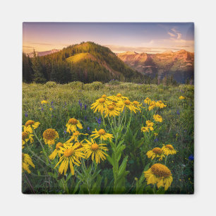 Flowers   Mountain Meadow Crested Butte Colorado Magnet