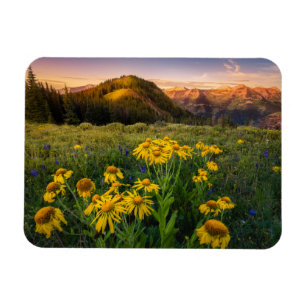 Flowers Mountain Meadow Crested Butte Colorado Magnet