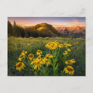 Flowers   Mountain Meadow Crested Butte Colorado Postcard