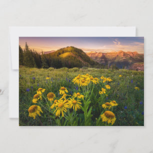 Flowers   Mountain Meadow Crested Butte Colorado Thank You Card