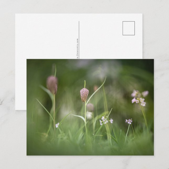 Flowers Nature Photo Postcard (Front/Back)