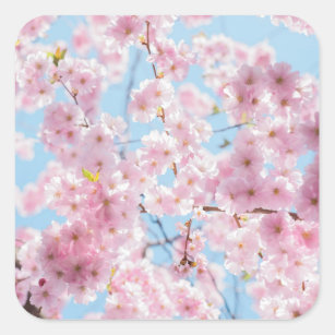 flowers nature pink square sticker