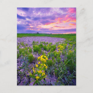 Flowers   North Dakota Red River Valley Postcard
