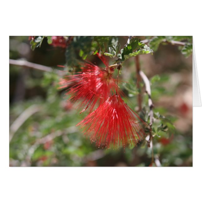 Flowers of Arizona (Front Horizontal)