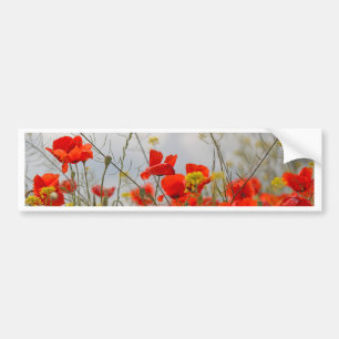 Flowers of common poppy in a field. bumper sticker