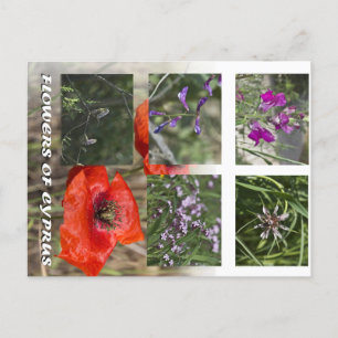flowers of cyprus postcare postcard