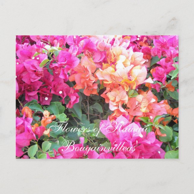 Flowers of Hawaii Postcard (Front)