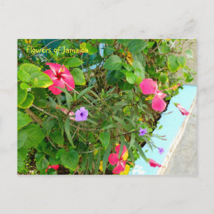 Flowers of Jamaica Postcard