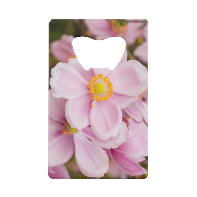 Flowers of Japanese anemone (Front)