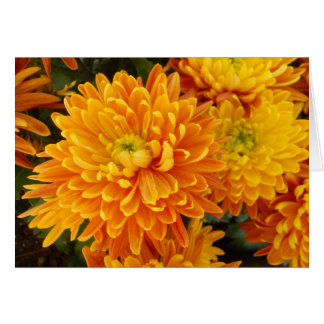 Flowers of Longwood Garden