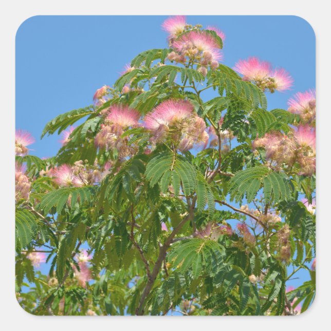 Flowers of Persian silk tree  Poster Square Sticker (Front)