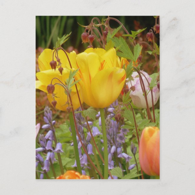 Flowers Of Tenderness Postcard (Front)