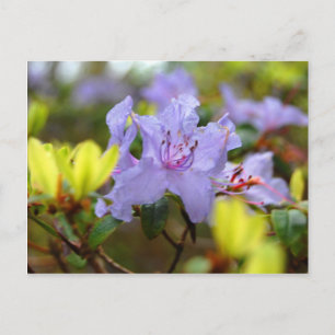 Flowers of the Scottish Highlands Postcard